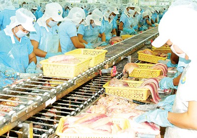 Workers process Pangasius fish for export in the Mekong Delta province of An Giang (Photo: SGGP) Workers process Pangasius fish for export in the Mekong Delta province of An Giang (Photo: SGGP)
